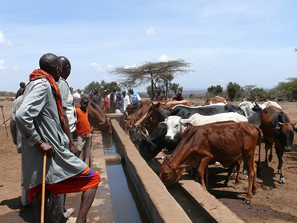Massai-Hirten tränken ihr Vieh an einer Wassertränke