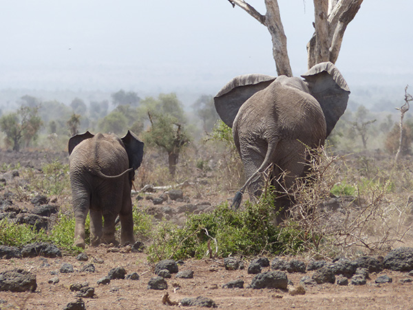 Wildtiere, wie diese Elefanten, benötigen Wanderkorridore